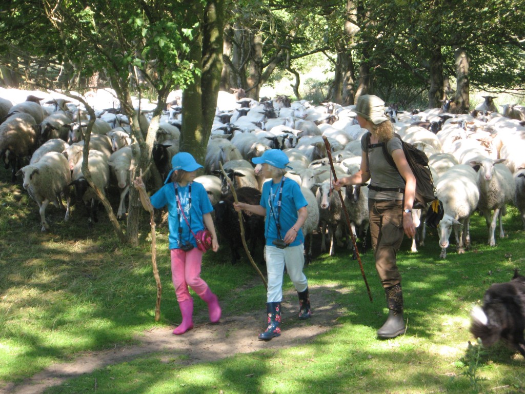 Schaapherder Daphne(3)